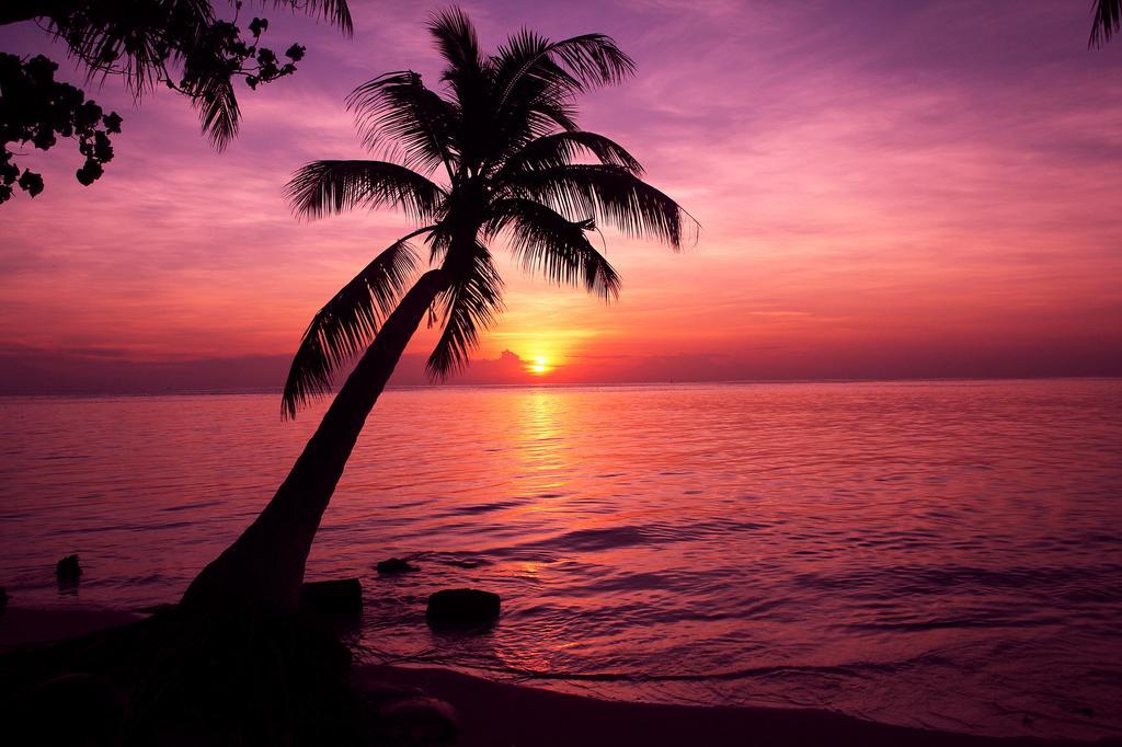 Tropic Tree Maldives Hotel Bãi biển Bãi biển Gulhi Ngoại thất bức ảnh