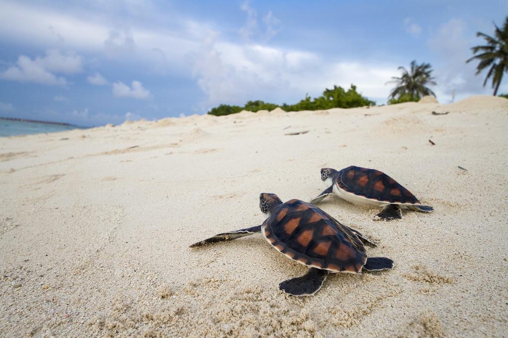 Tropic Tree Maldives Hotel Bãi biển Bãi biển Gulhi Ngoại thất bức ảnh